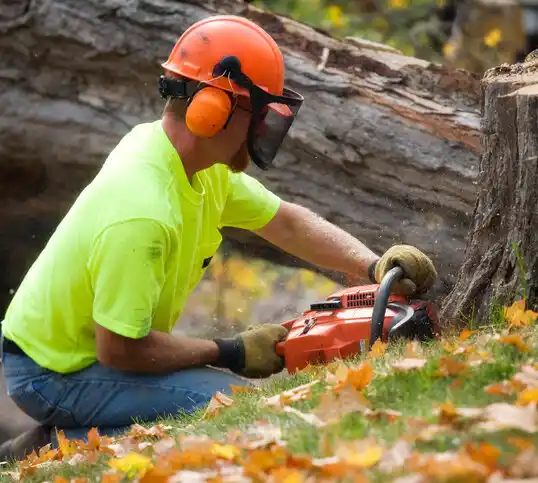 tree services Macclesfield